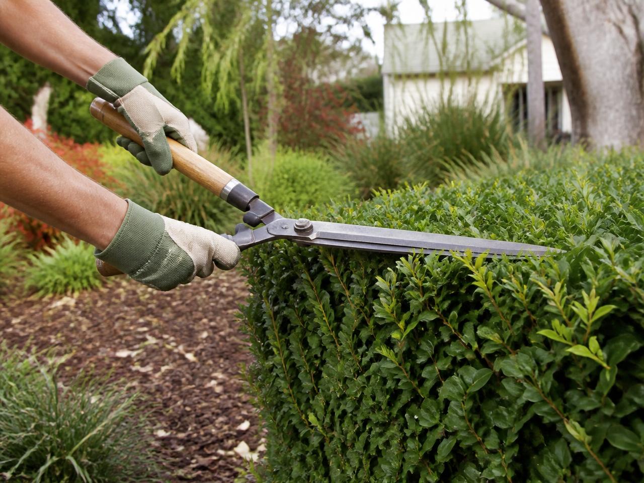 Gardener pruning a hedge with shears in a tidy Australian garden